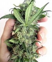 pot plant pics
