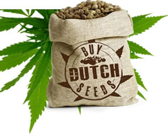Dutch Marijuana Seeds