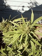 pot plant pic