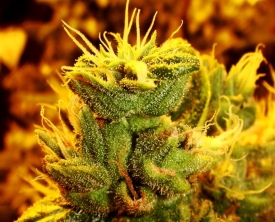 The Marijuana Effect The Marijuana Effect