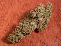 Pineapple Trainwreck Elite