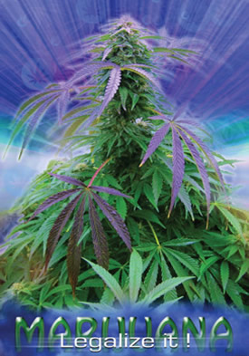 Pot Posters