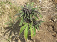 Blue Dragon Marijuana Plant