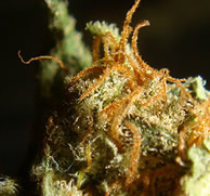 marijuana bud