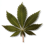 marijuana leaf pic