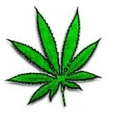 weed leaf