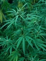 weed plant