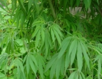 marijuana plant