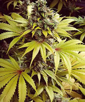 marijuana plant pics