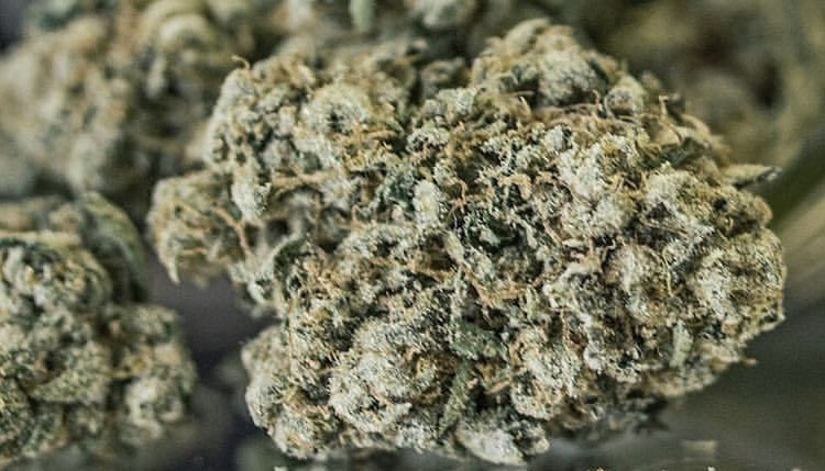 California Medical Marijuana Laws