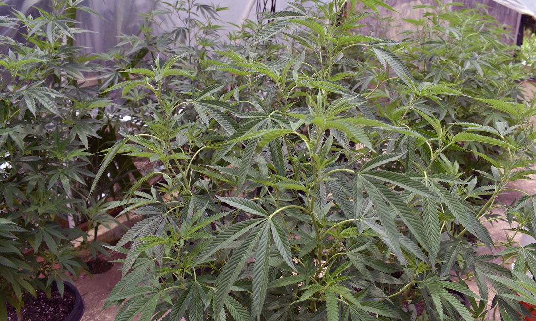 marijuana-growing-in-greenhouse