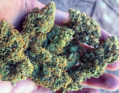 medical-cannabis-buds
