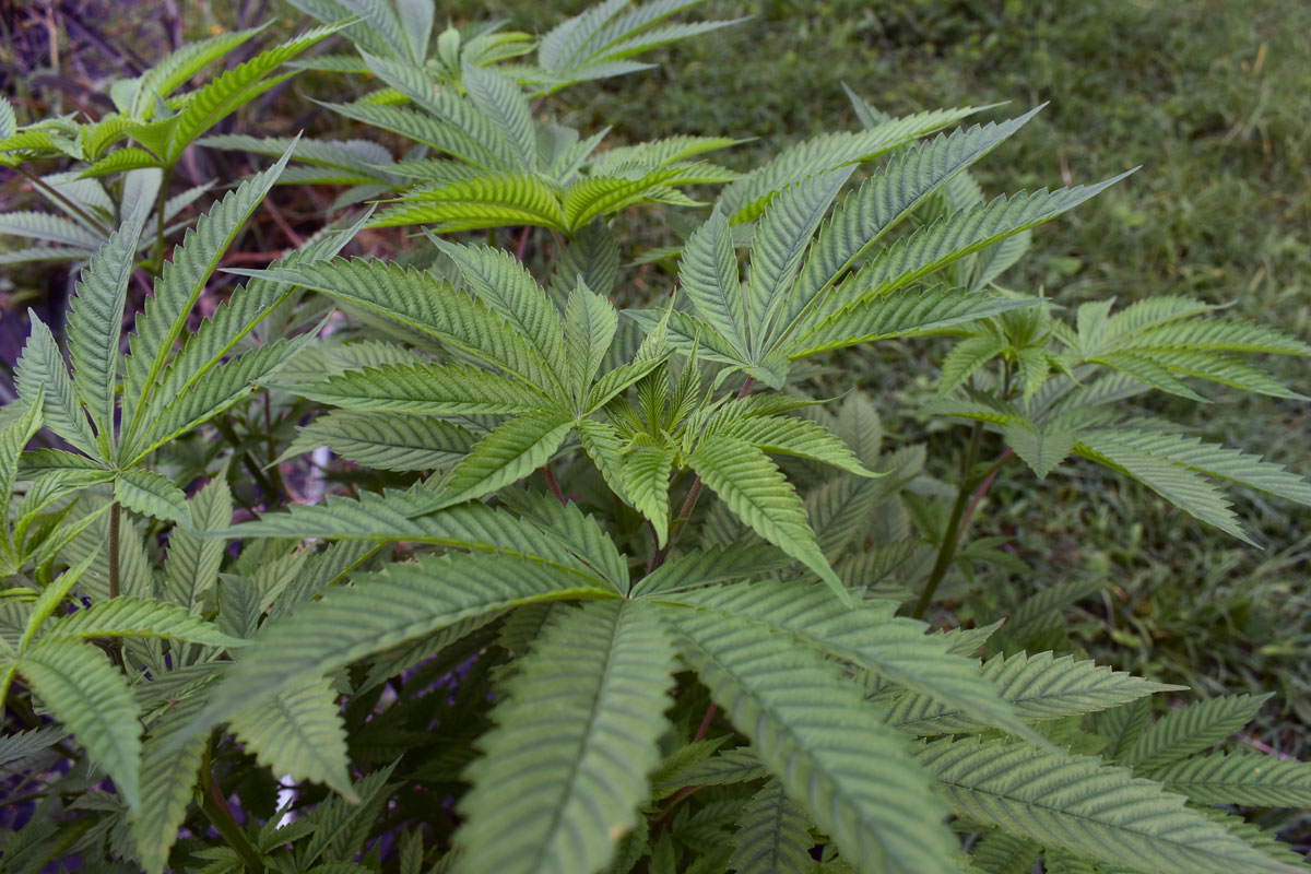 picture-of-cannabis-plant