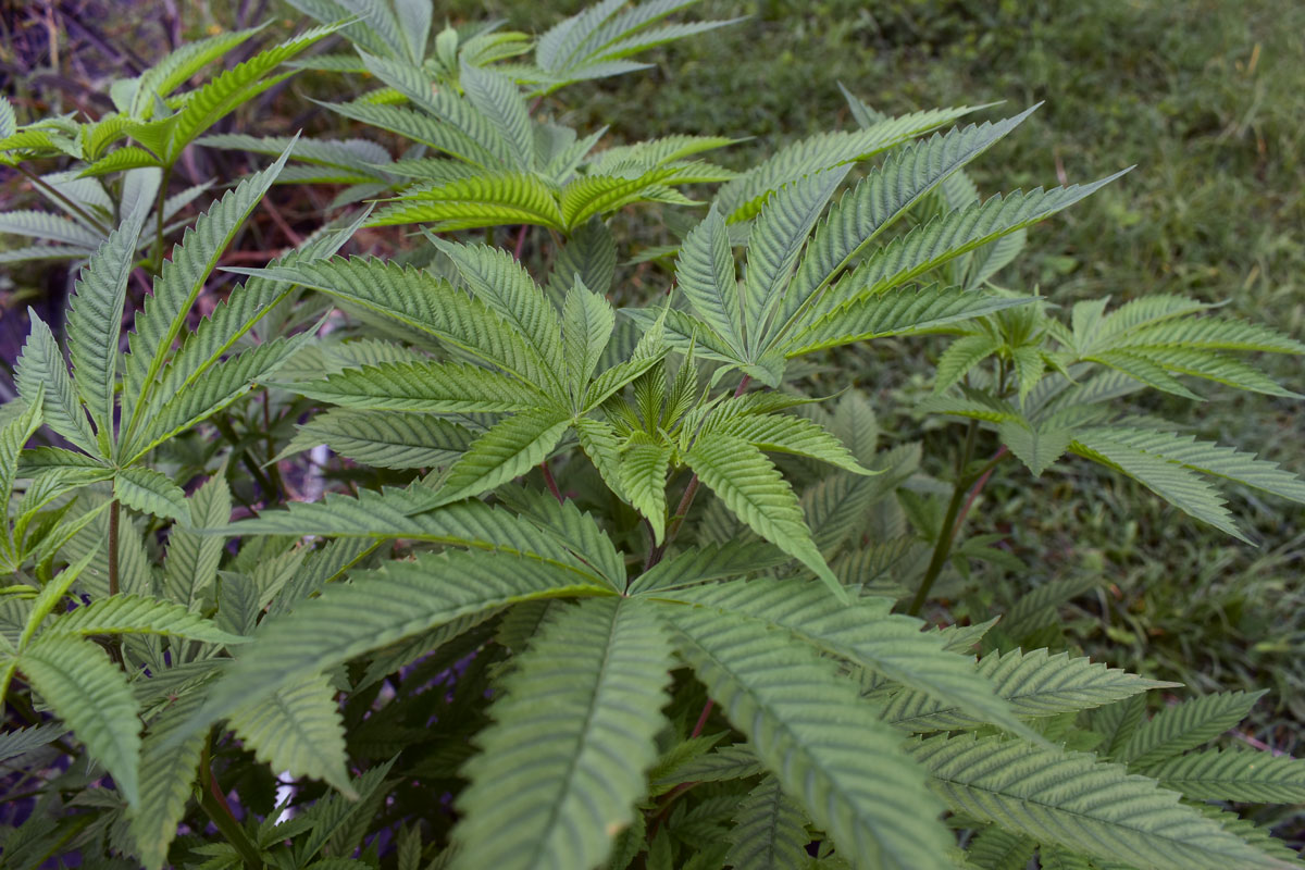picture-of-cannabis-plant